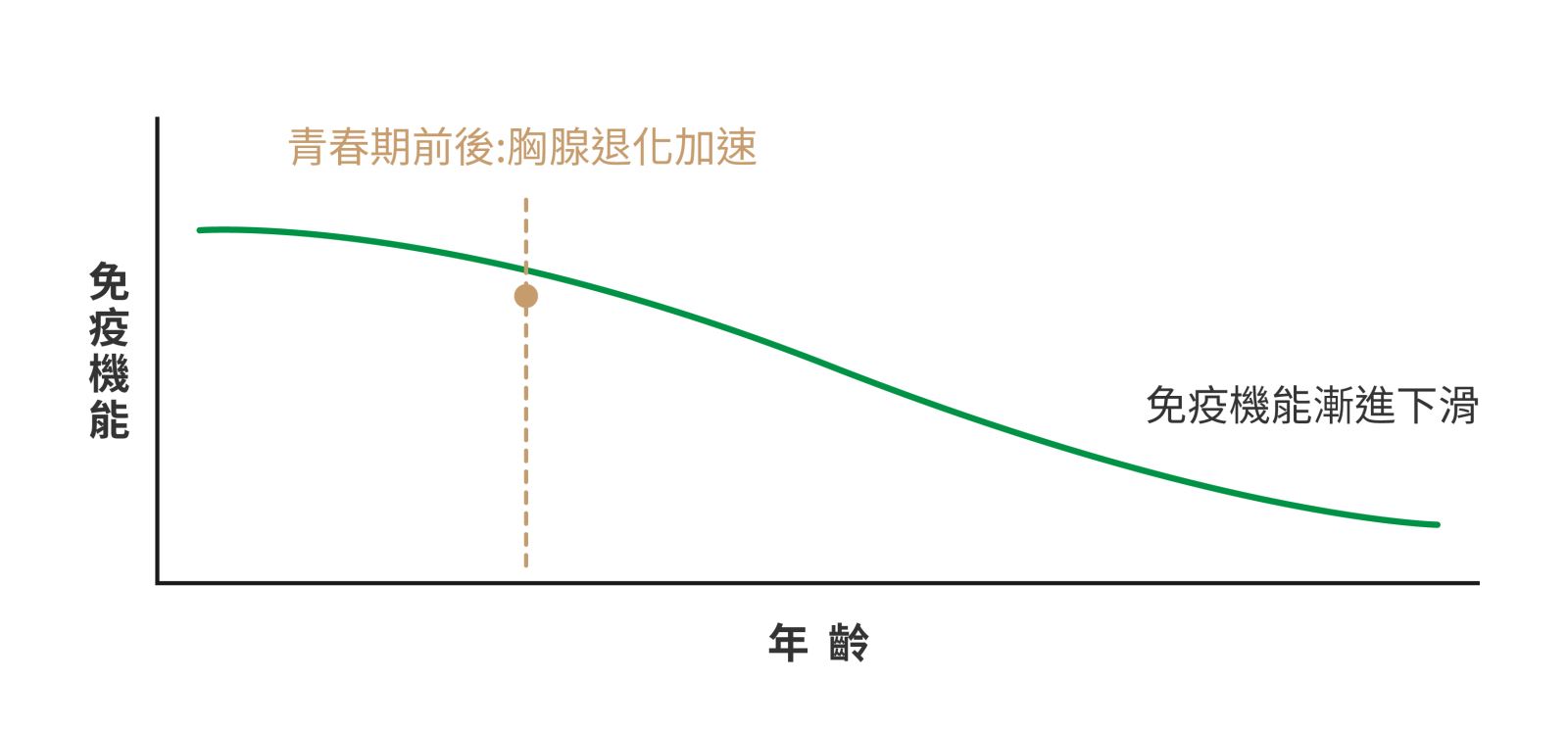 胸腺自幼年即開始退化、於青春期前後加速，免疫機能隨之漸進下滑。