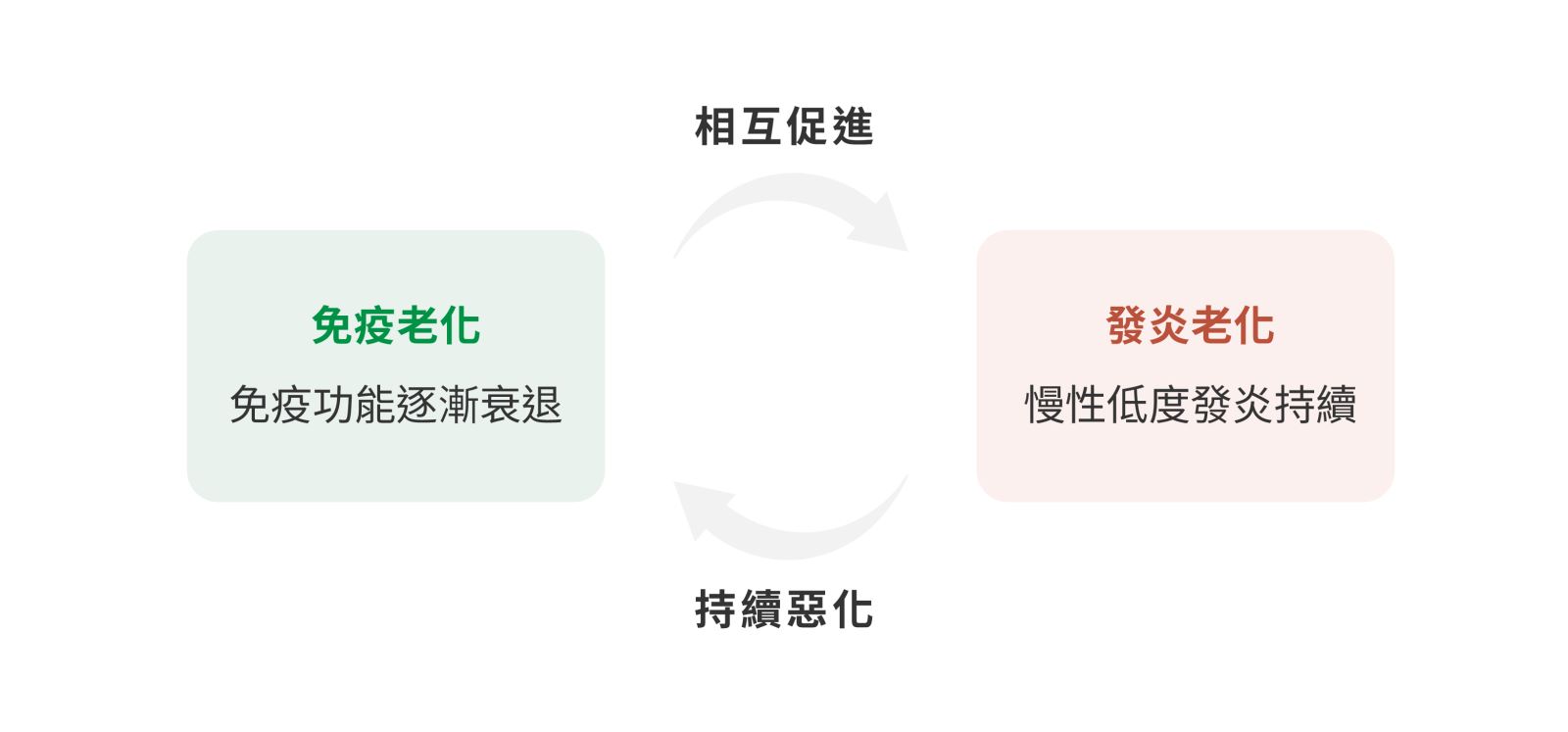 免疫老化與發炎老化互相加劇的惡性循環。
