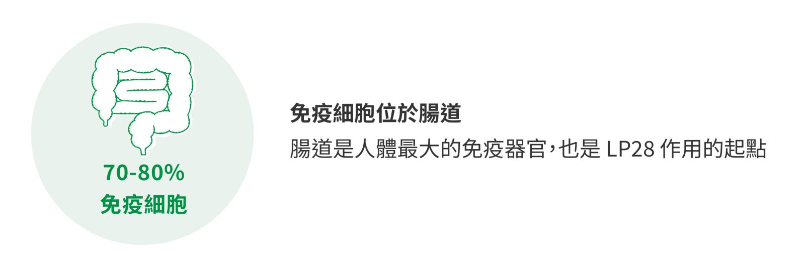 約七到八成的免疫細胞位於腸道，示意圖。