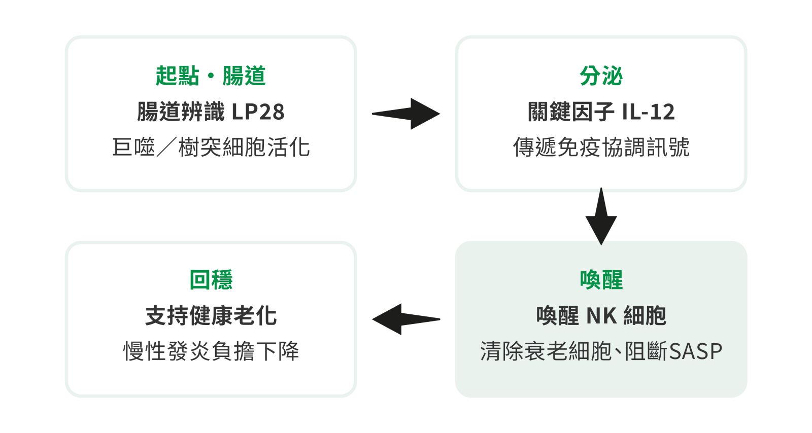 LP28 從腸道出發、喚醒自然殺手細胞的作用路徑，示意圖。