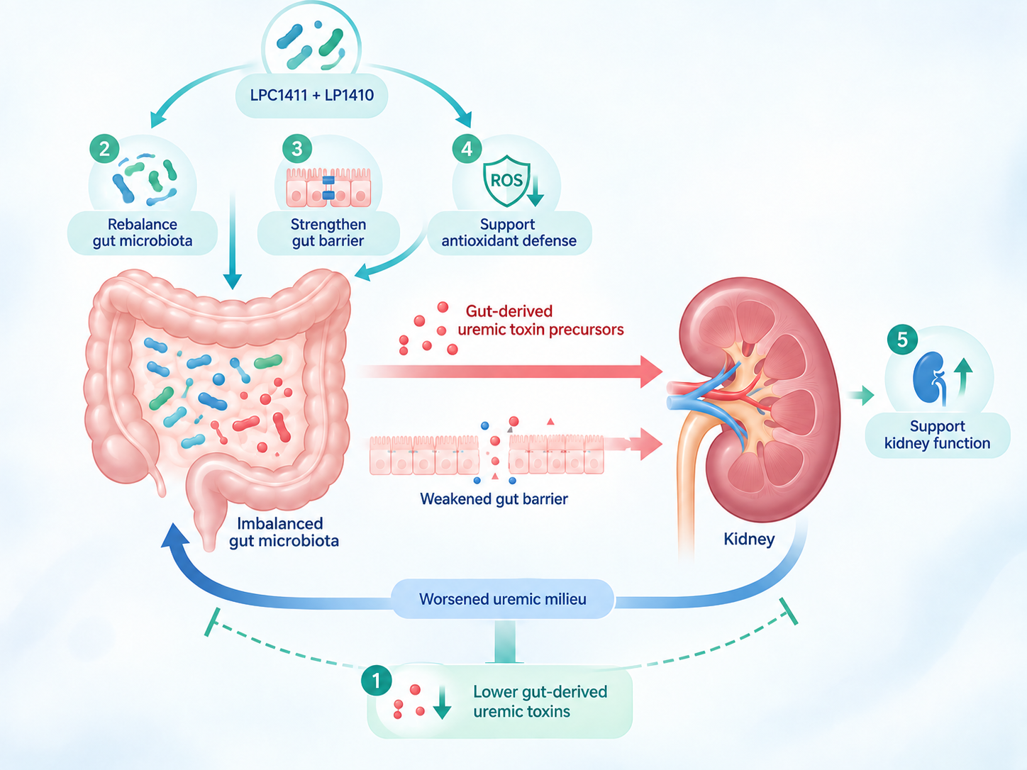 SynForU-ReMain gut–kidney axis mechanisms