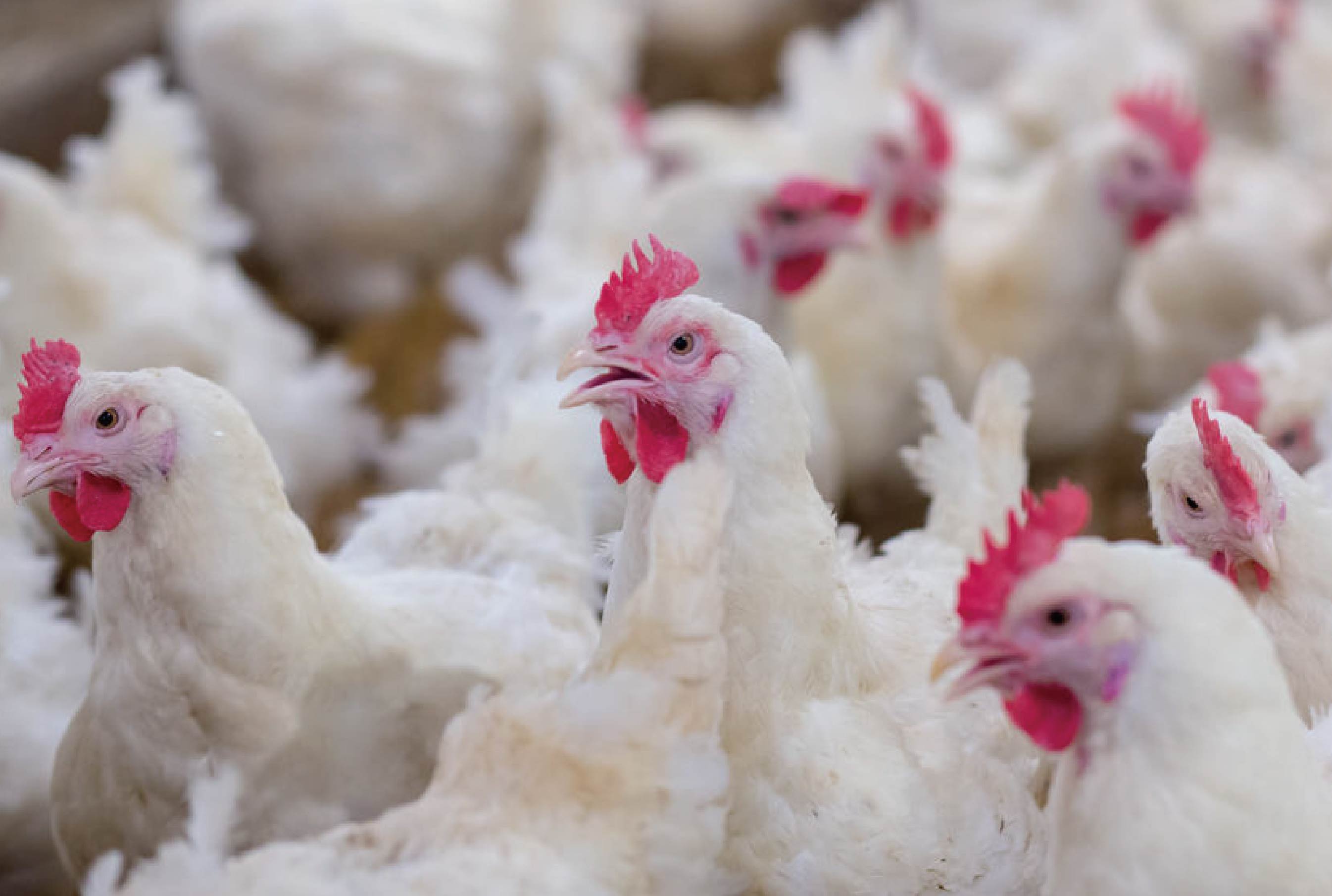 SYNLAC™Watermix Improved Broilers Weight Gain and FCR