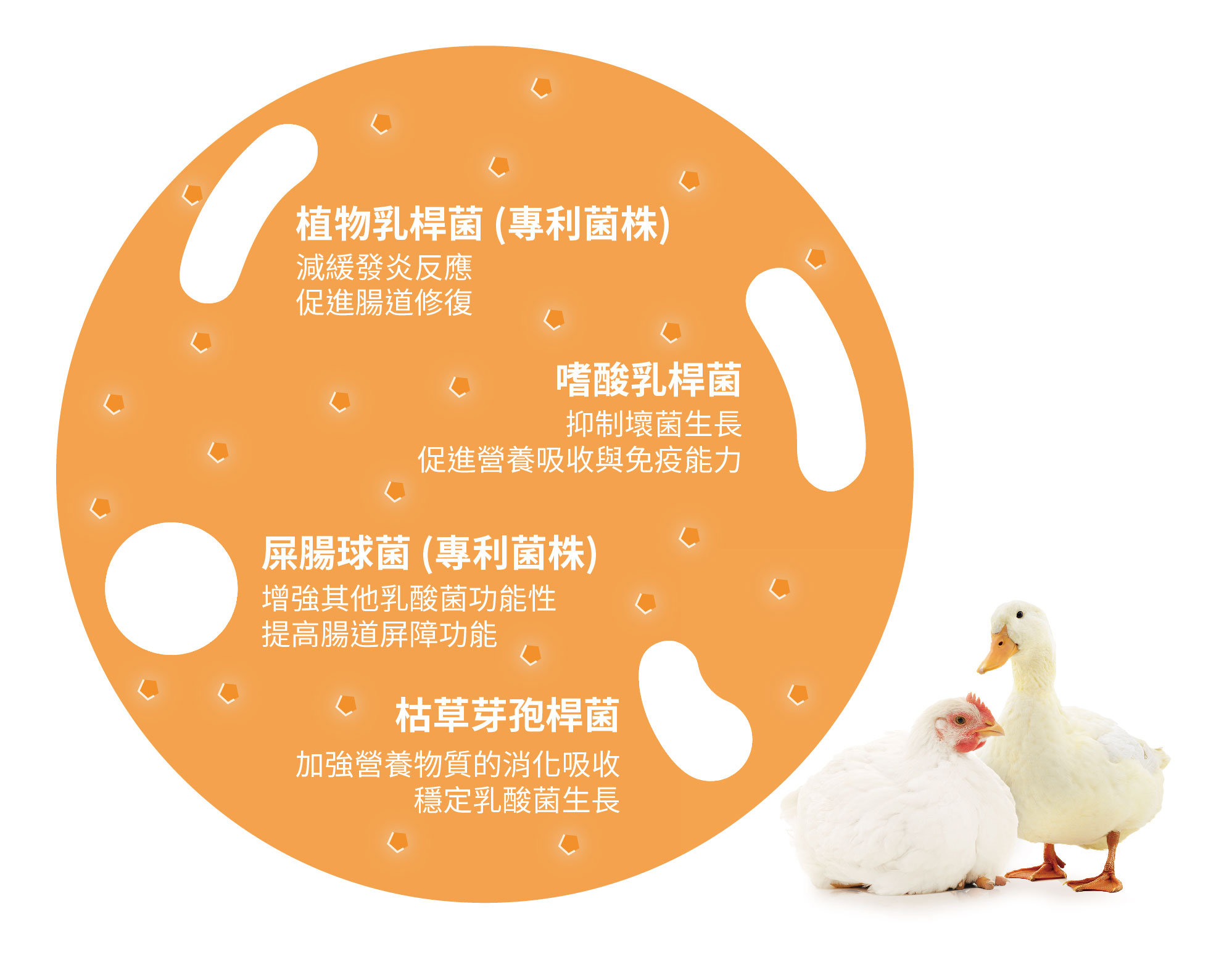 植物乳桿菌,嗜酸乳桿菌,屎腸球菌,枯草芽孢桿菌