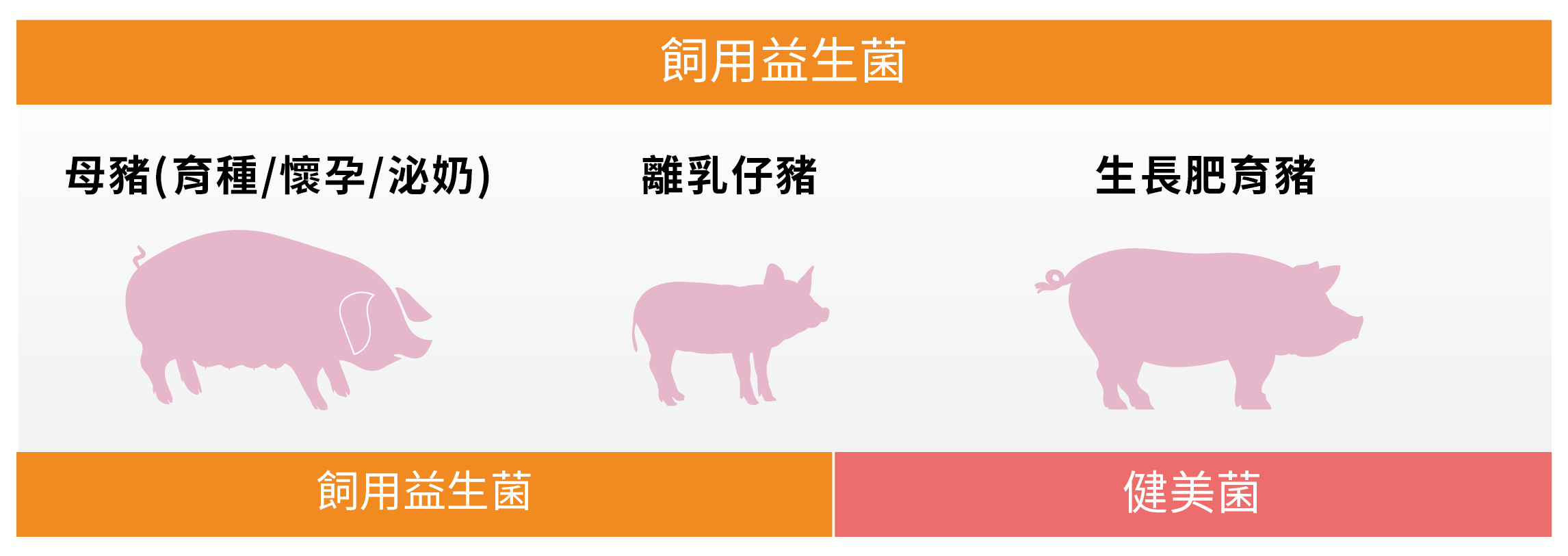 芯來旺健康養豬方案