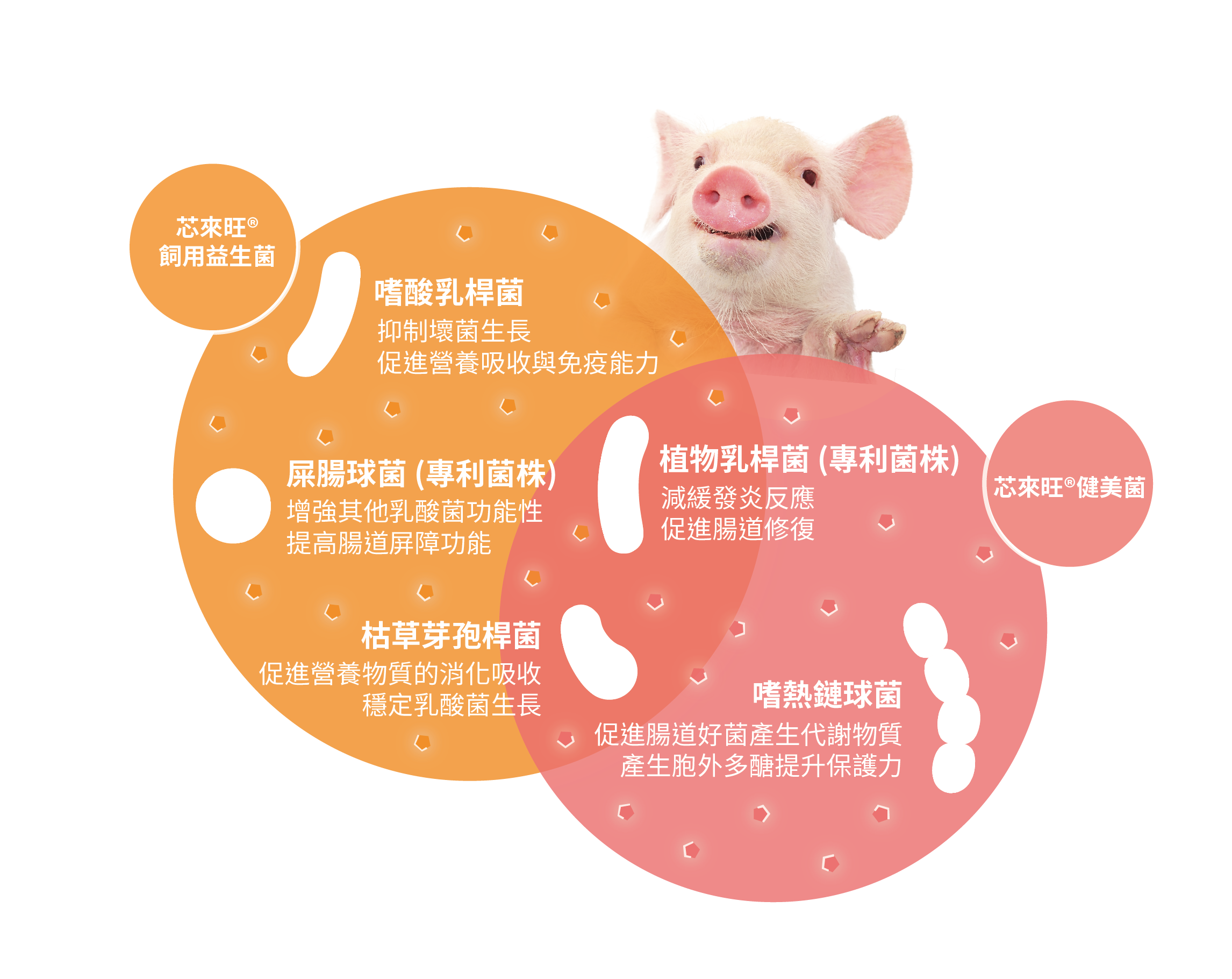 嗜酸乳桿菌, 植物乳桿菌, 嗜熱鏈球菌, 屎腸球菌, 枯草芽孢桿菌