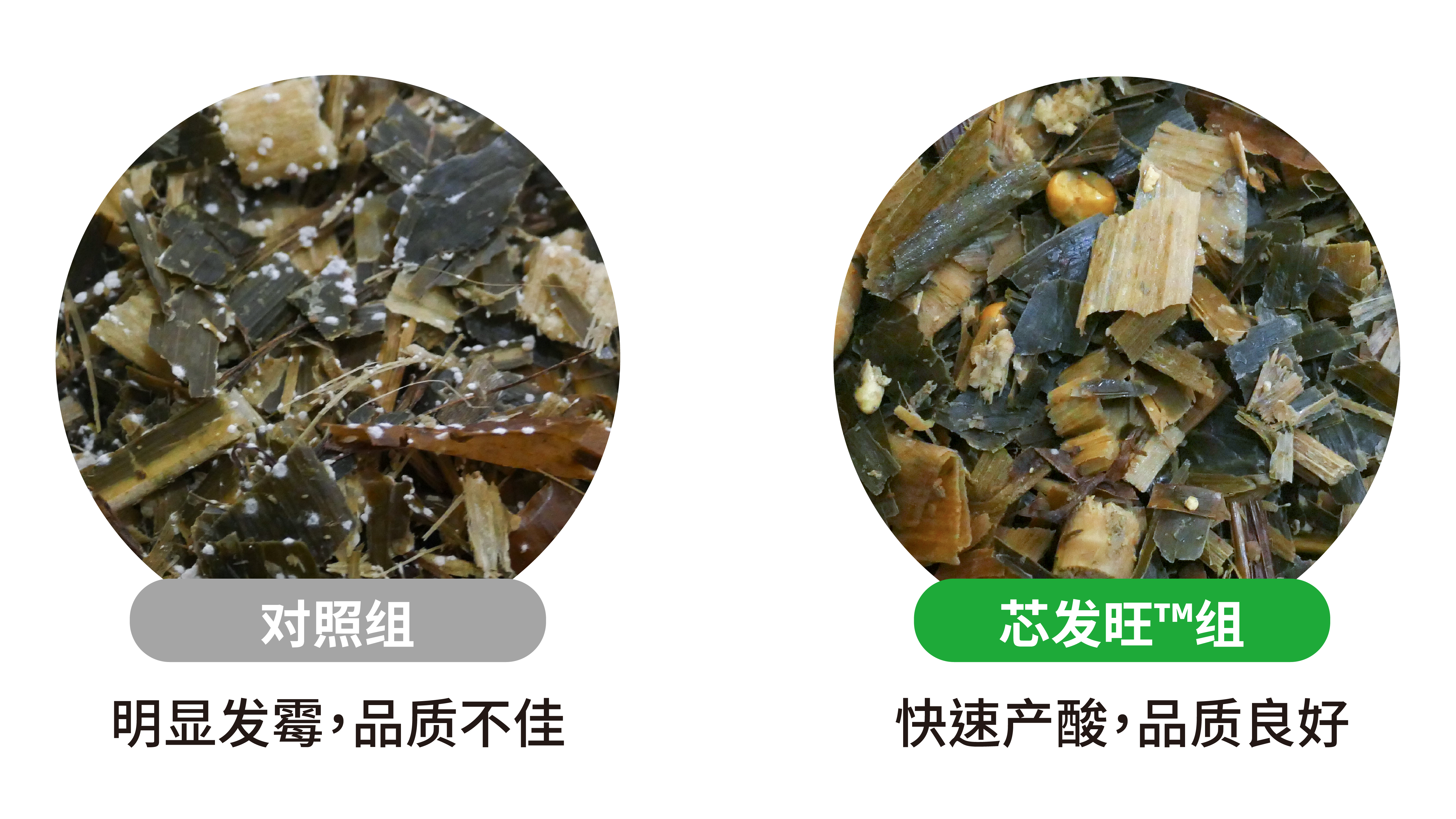 芯发旺玉米青贮剂玉米青贮有助於开封后稳定性 芯发旺玉米青贮剂玉米青贮有助於开封后稳定性